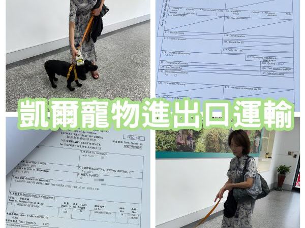 2024/08/13『義大利、英國』可卡犬飛義大利、英國再回台的旅行囉~~~